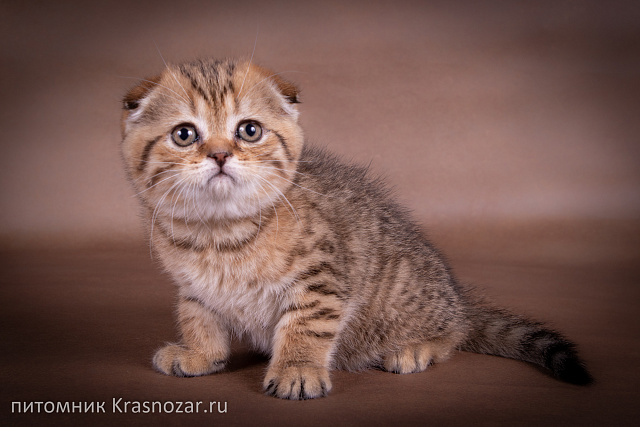 Krasnozar Erica