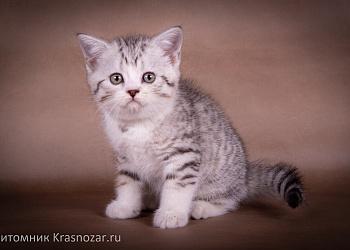 Krasnozar Edmund