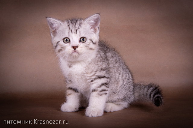 Krasnozar Edmund