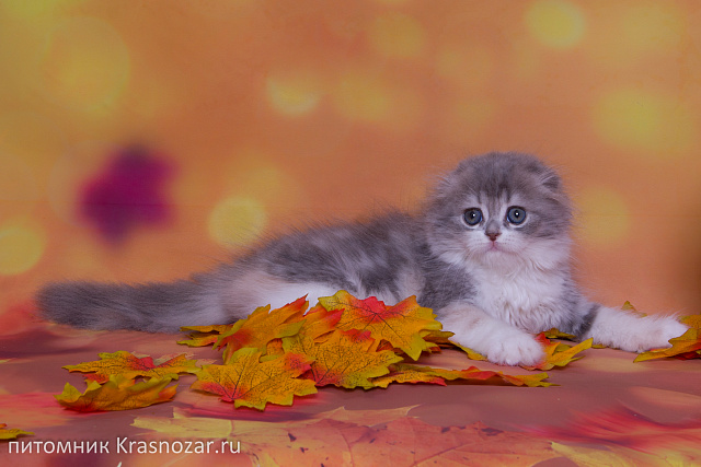 Krasnozar Luna