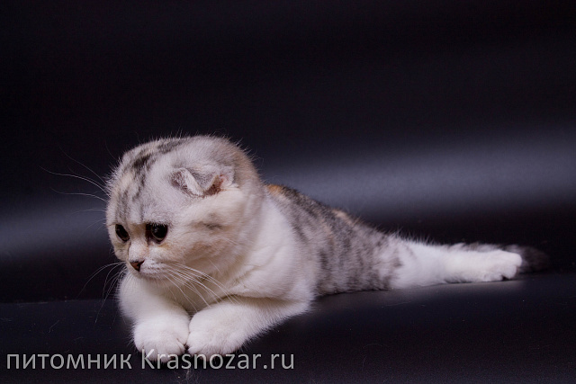 Krasnozar Izuminka