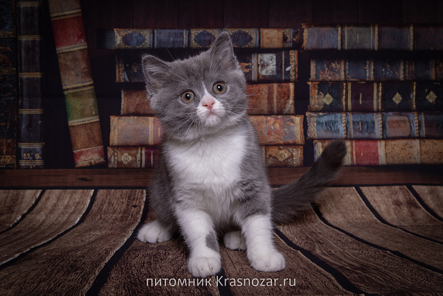 Krasnozar Charodeyka