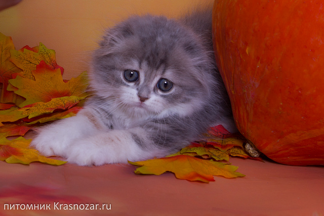 Krasnozar Luna