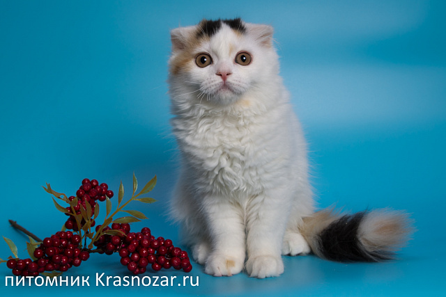 Krasnozar Nadezhda