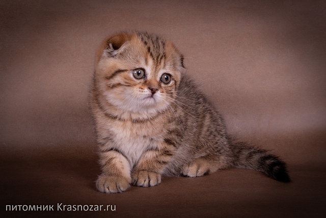 Krasnozar Erica