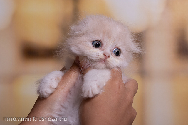 Krasnozar Yasmina