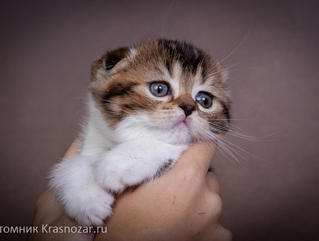 Krasnozar Shaya