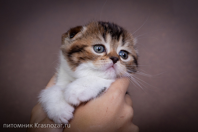 Krasnozar Shaya