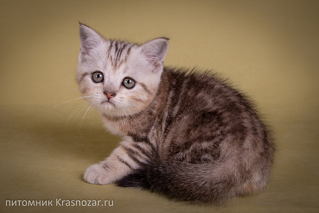 Krasnozar Edison