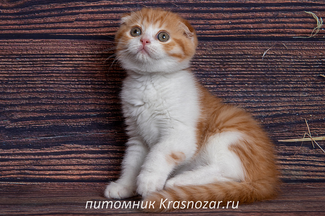 Krasnozar Persik