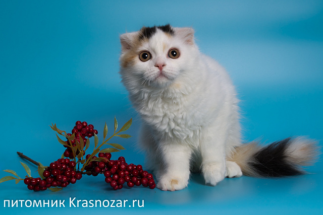 Krasnozar Nadezhda