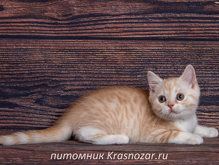 Krasnozar Parmezan