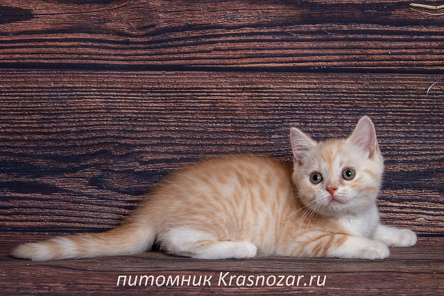 Krasnozar Parmezan