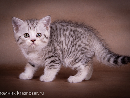 Krasnozar Edmund