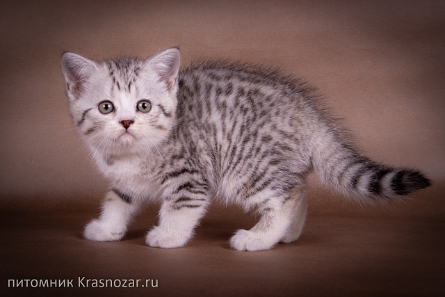 Krasnozar Edmund