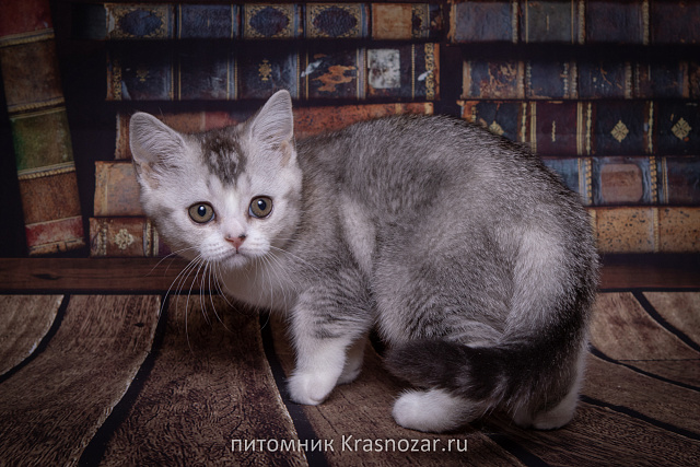 Krasnozar Shanel №5