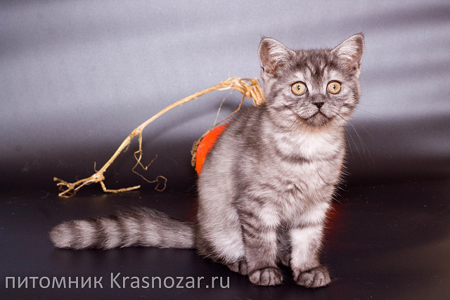 Krasnozar Zevs