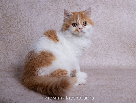 Krasnozar SHCHerbet