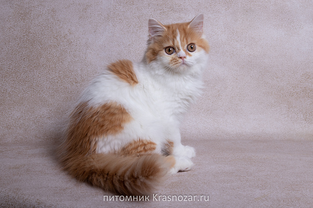 Krasnozar SHCHerbet