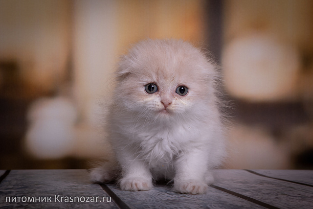 Krasnozar Yasmina