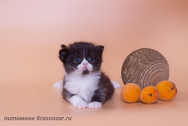 Krasnozar Lavina