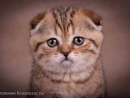 Krasnozar Erica