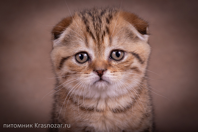 Krasnozar Erica