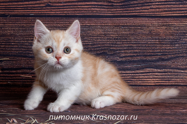 Krasnozar Parmezan
