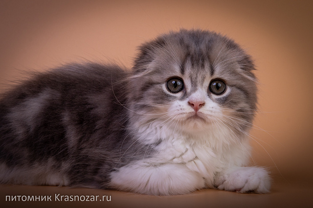 Krasnozar Tsefey