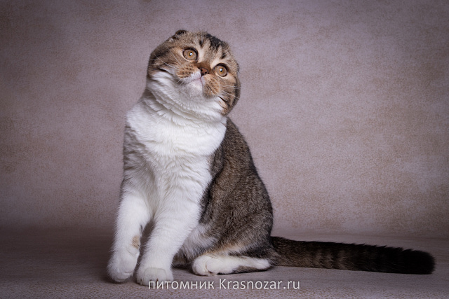 Krasnozar Shaya