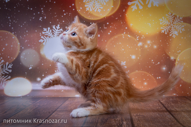 Krasnozar FireBall