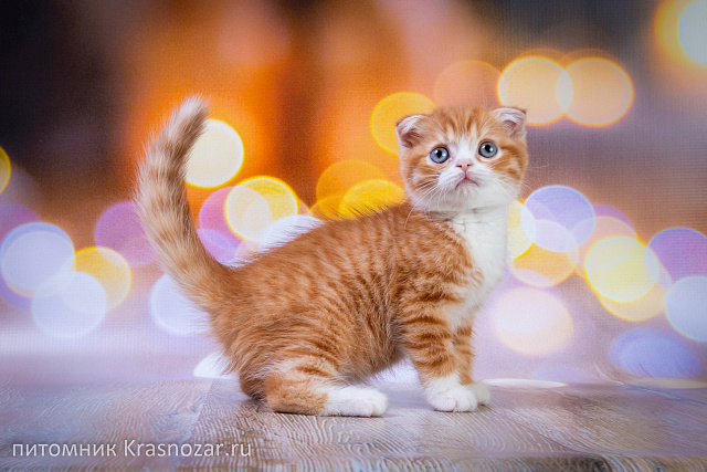 Krasnozar FarinGate