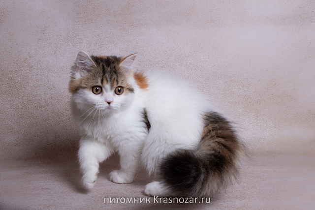 Krasnozar SHCHebetuniya