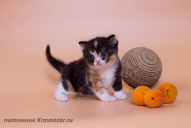 Krasnozar Lava