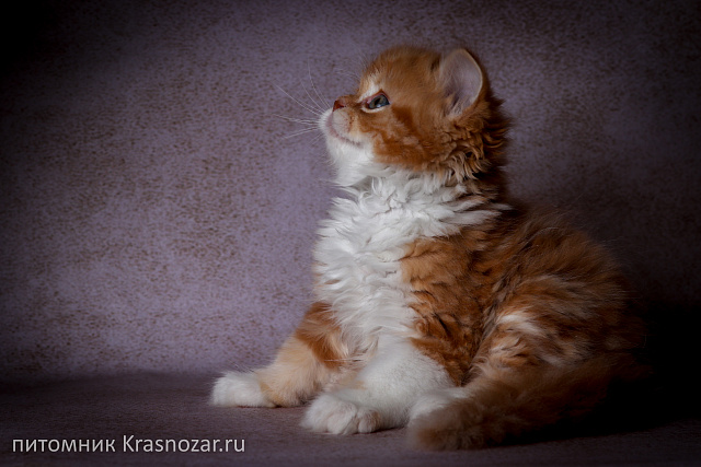 Krasnozar Harley