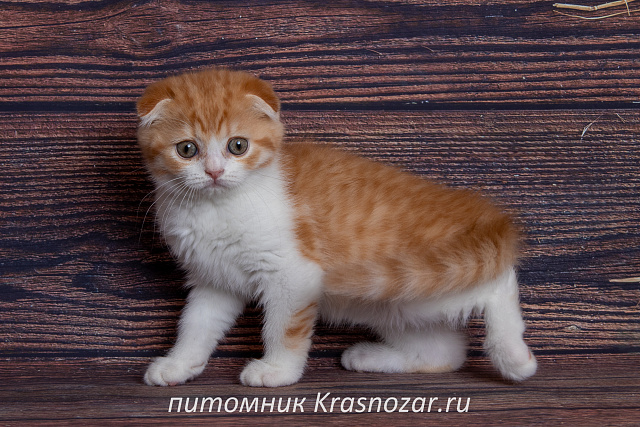 Krasnozar Persik