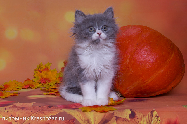 Krasnozar Lutik