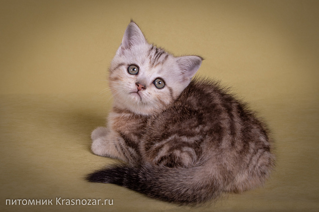 Krasnozar Edison