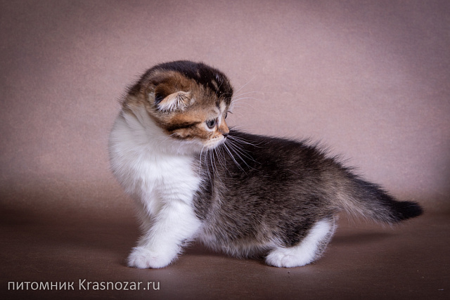 Krasnozar Shaya
