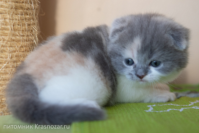 Krasnozar Chareshnya