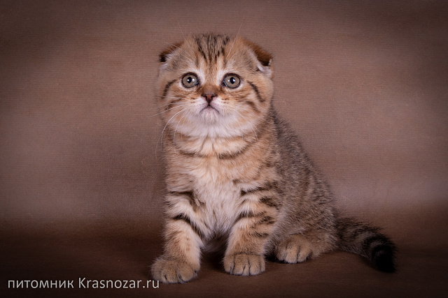Krasnozar Erica