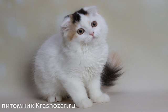 Krasnozar Nadezhda