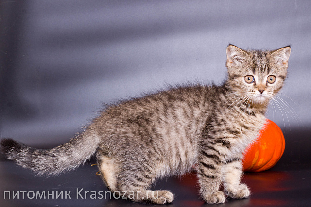 Krasnozar Zorge