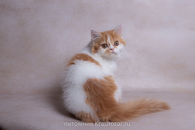 Krasnozar SHCHerbet