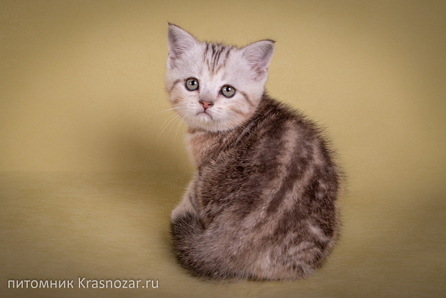 Krasnozar Edison