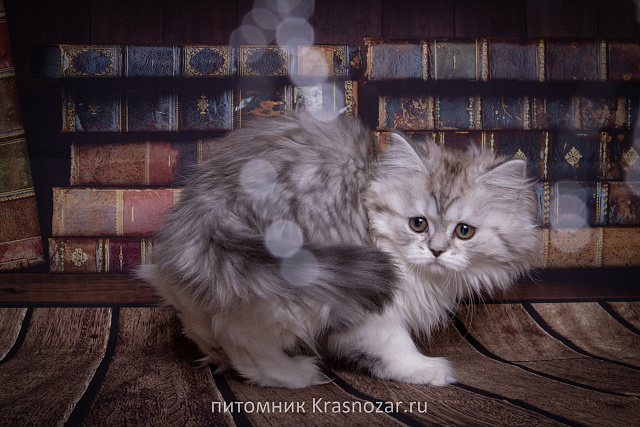 Krasnozar Shkoda