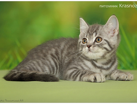 Krasnozar Vrangel Grey