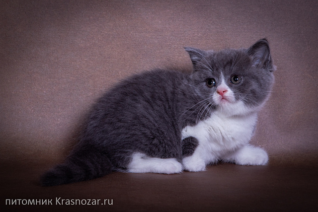 Krasnozar Charodeyka