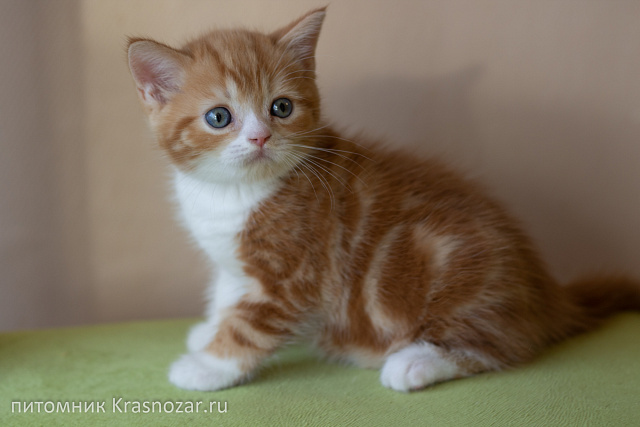 Krasnozar FireBall