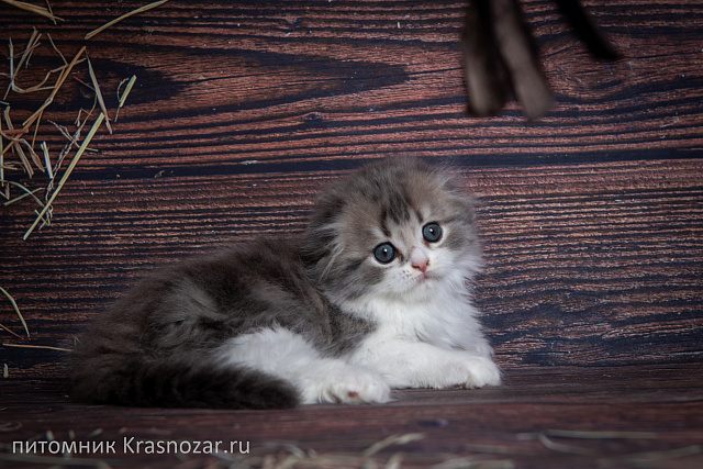 Krasnozar Tsefey